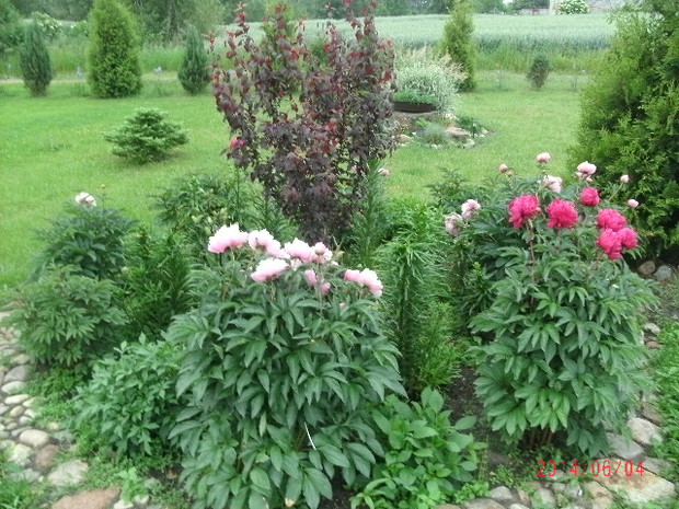 Sześciokątna rabata - po tulipanach, hiacyntach i krokusach zakwitają różowe i bordowe piwonie