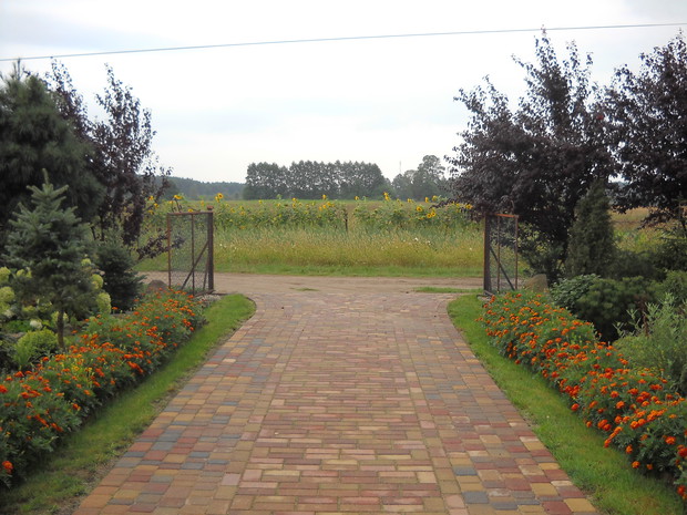 Szpaler aksamitek , w tle słoneczniki. Lato.