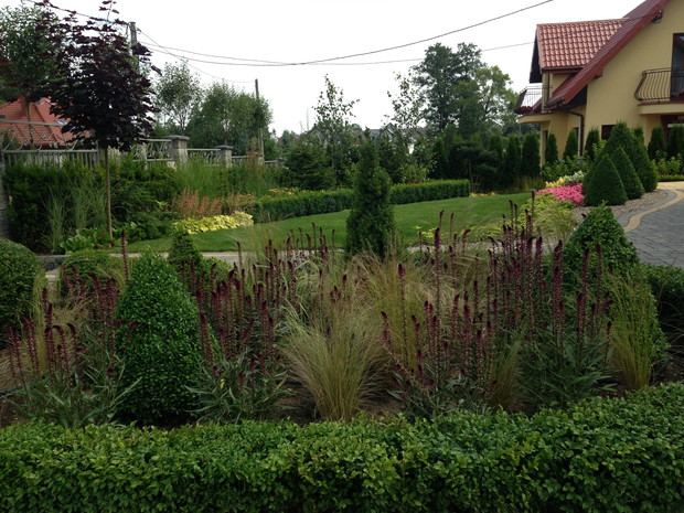 tojeść ciemno purpurowa ze stipą i stożkami to niedawny pomysł