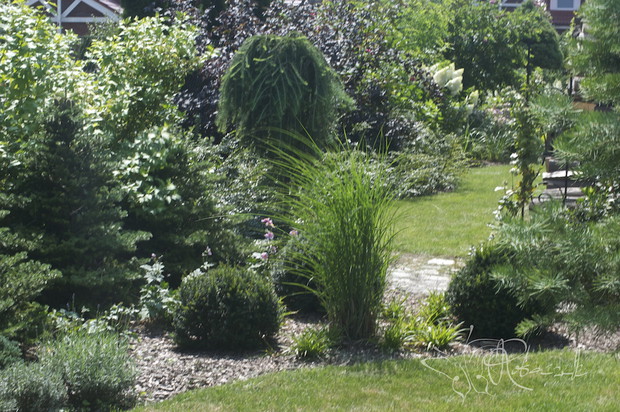 Trawy i cisy to sprawdzony duet, piękny o każdej porze roku