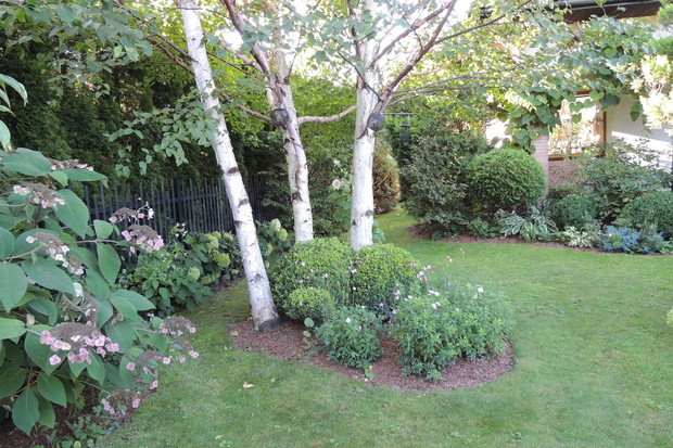 Trzy brzozy na dobre samopoczucie.