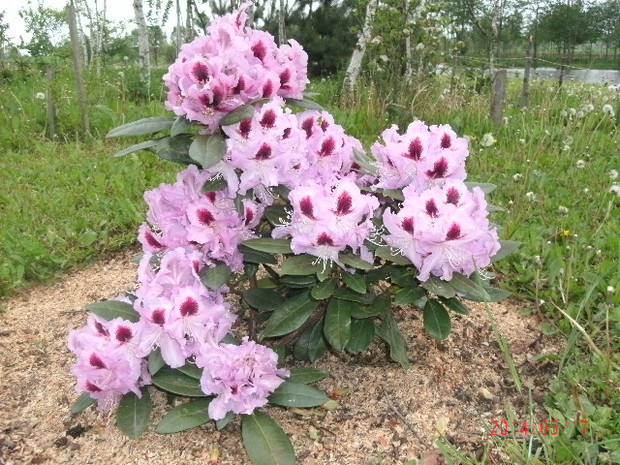 Tu na razie jest różanecznik ale będzie wrzosowisko