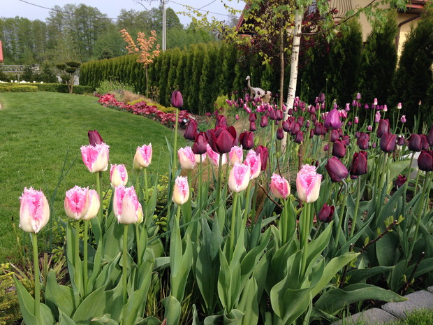 tulipany w zestawieniu blady róż i ciemne bordo w mini lasku brzozowym