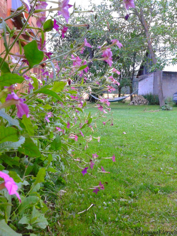 Tytoń ozdobny bywa niesforny, bo wiotki.... po deszczu pada do stóp.... ale warto go mieć dla samego zapachu