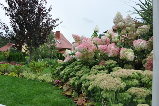 uwielbiam to połączenie hortensji i rozchodnika