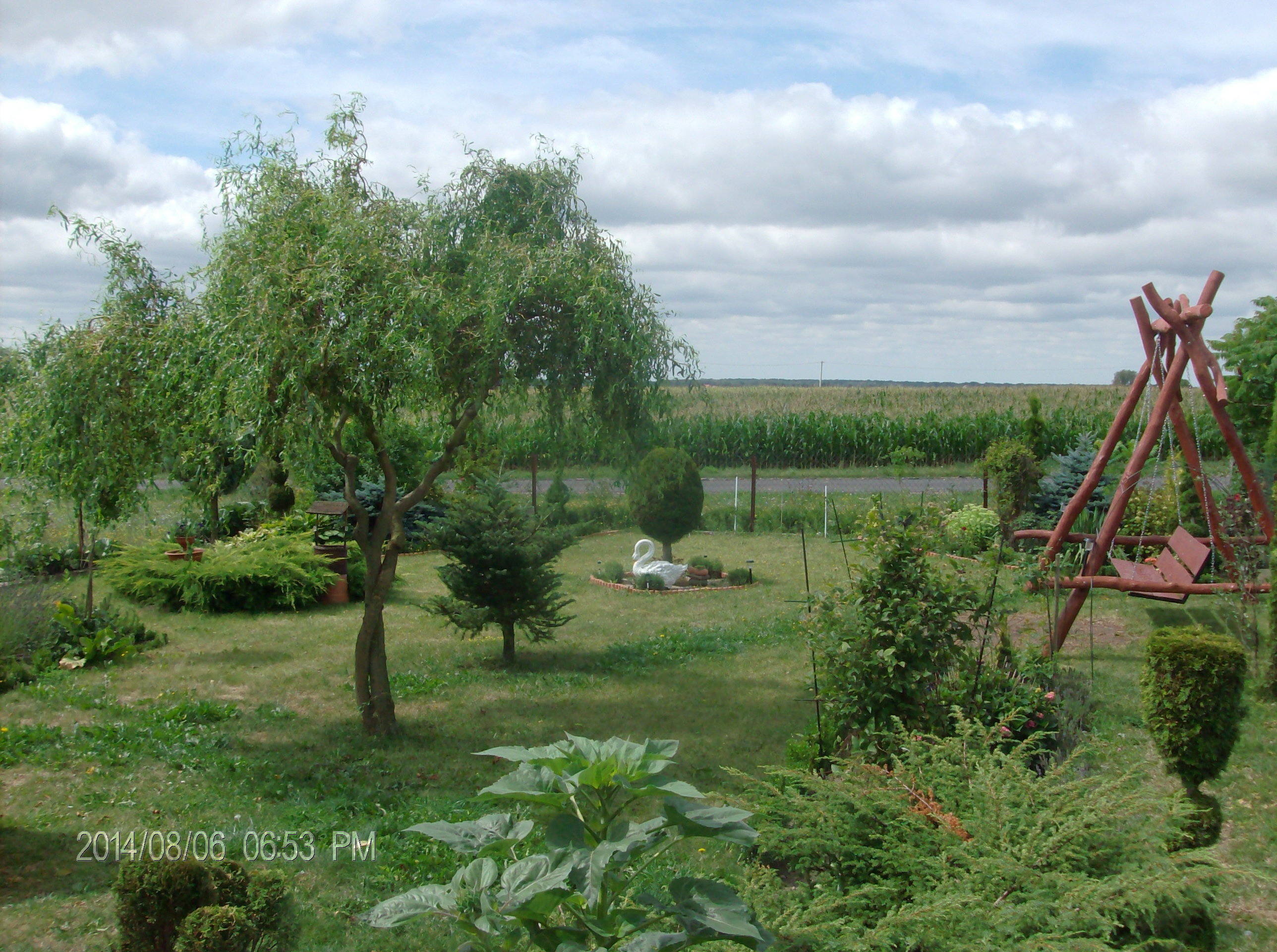 W CENTRUM OGRODU WIERZBA  MANDZURSKA