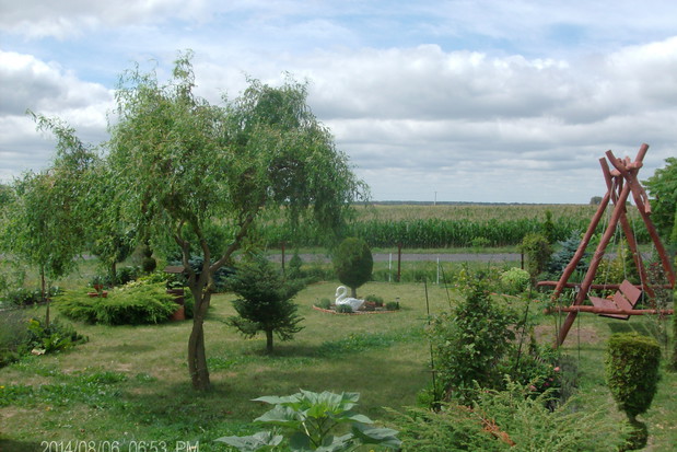 W CENTRUM OGRODU WIERZBA MANDZURSKA