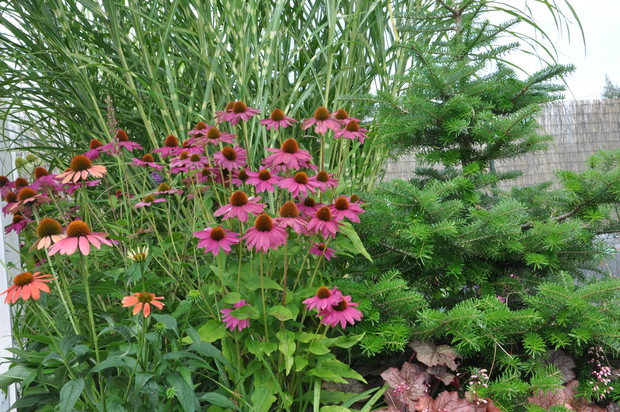 w pełni lata na bylinowej rabacie królują jeżówki na tle miskanta giraffe