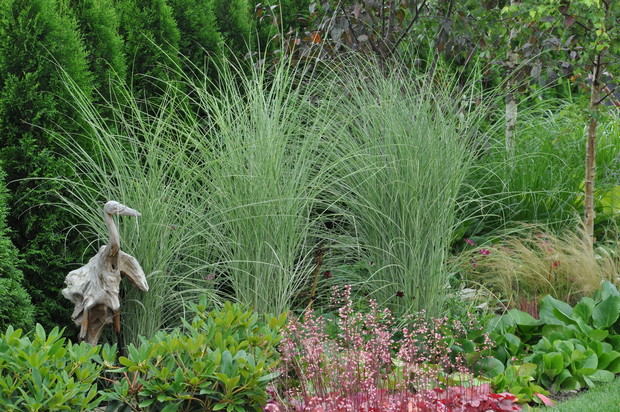 w tym miejscu miała być ściana wodna, ale powstaje ściana rhodondrenowa :) za nią falujące trawy