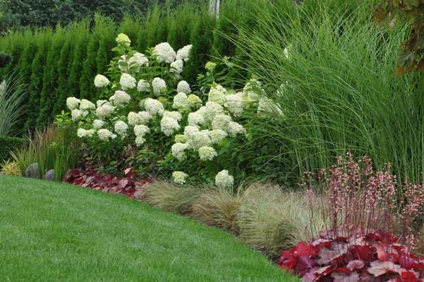 w tym roku udało mi się ukorzenić kilkanaście sadzonek hortensji po wiosennym cięciu