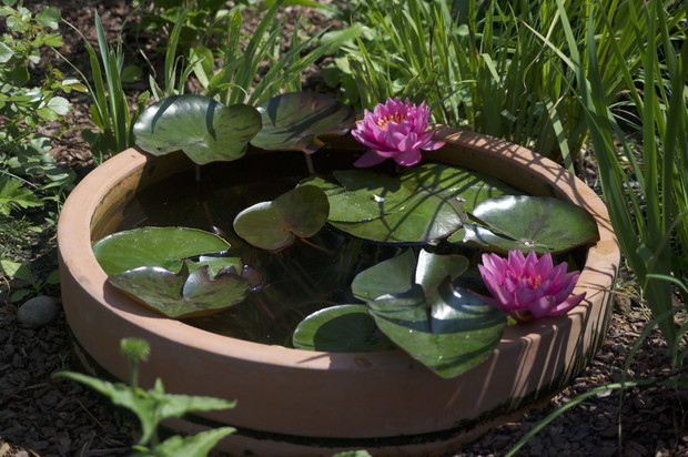 W tym roku założyliśmy mini-sadzawkę w terakotowym pojemniku. Ku naszej radości zakwitły nawet pierwsze nenufary!