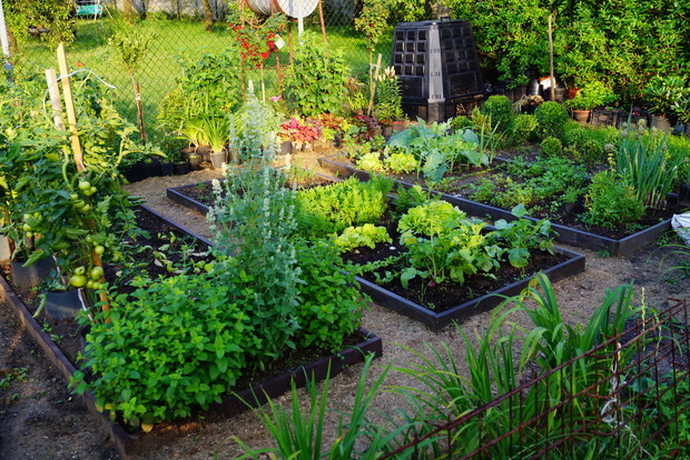 Warzywnik z  'zapleczem ogrodnika' ukrytym za żywopłotem z ligustru.