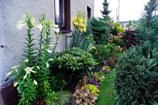 Wąski przedogródek zmieścił sporą kolekcje roślin