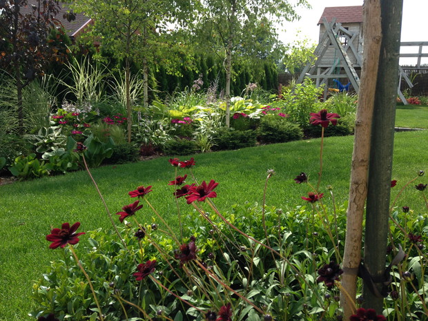 wdzięczne kosmosy czekoladowe ukryte w bukszpanowej obwódce