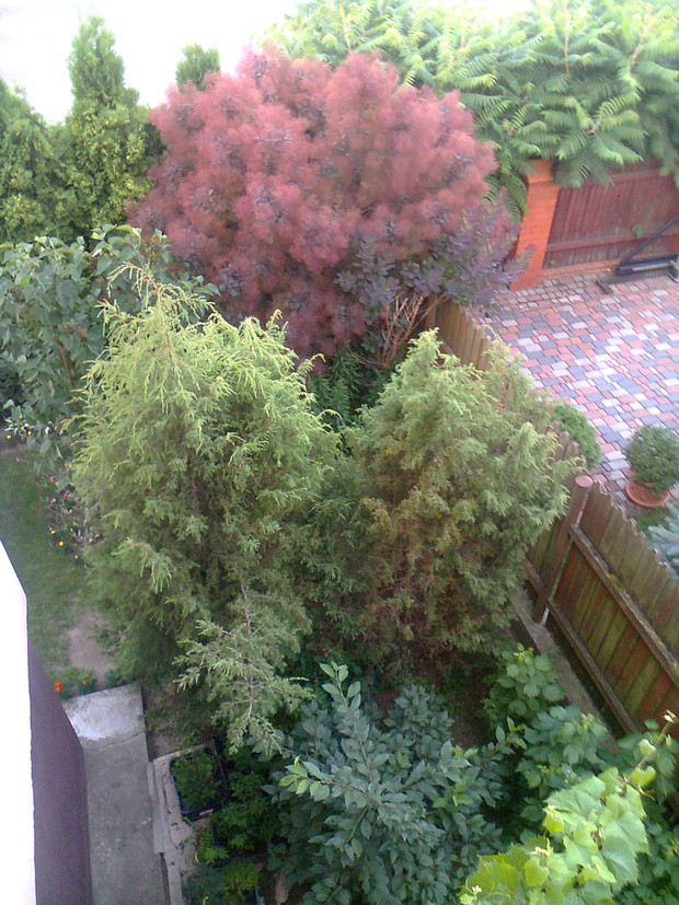 widok z balkonu na perukowiec 