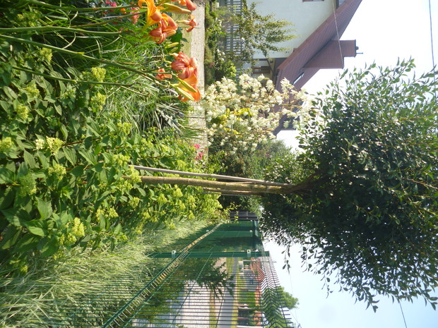 Wiśnie osobliwe odm. Umbraculifera, rodzące niewiele, ale jadalnych i smacznych owoców, podsadzone hortensjami bukietowymi odm. Limelight