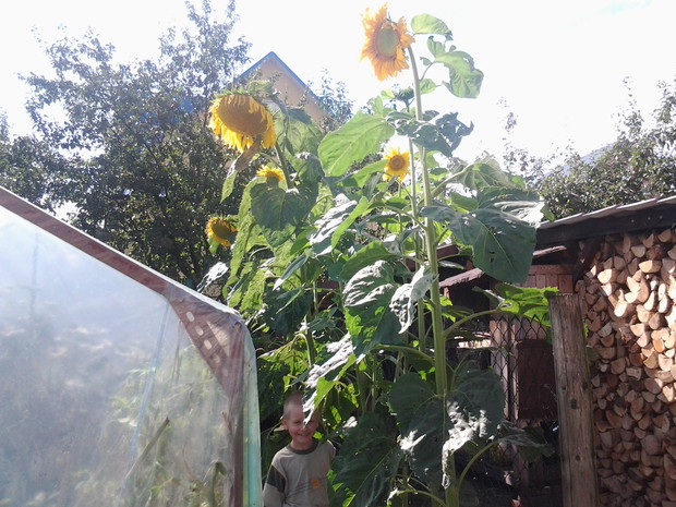 wysokie słoneczniki