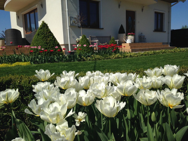 za bukszpanową obwódką wiosną jest rzeka białych tulipanów, po nich zakwitają RH, a później werbena patagońska