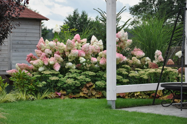 za hortensjami są posadzone miskanty gracilimus i świerk serbski