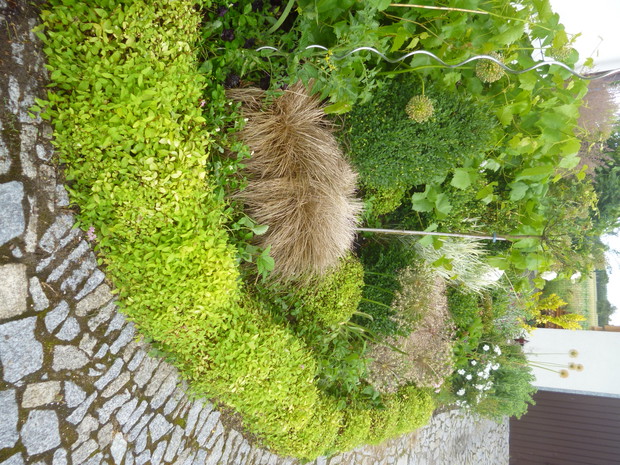 Za tawułkami odm. Little Princess pas poziomek, przy tyczne pomidor koktajlowy, na rabacie dodatkowo bukszpany i trawy