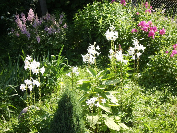 Zakwitł tylko raz.Lilia św Józefa pięknie pachnie.