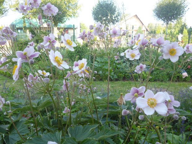 Zawilce japońskie, w tle wiśnia osobliwa umbraculifera.