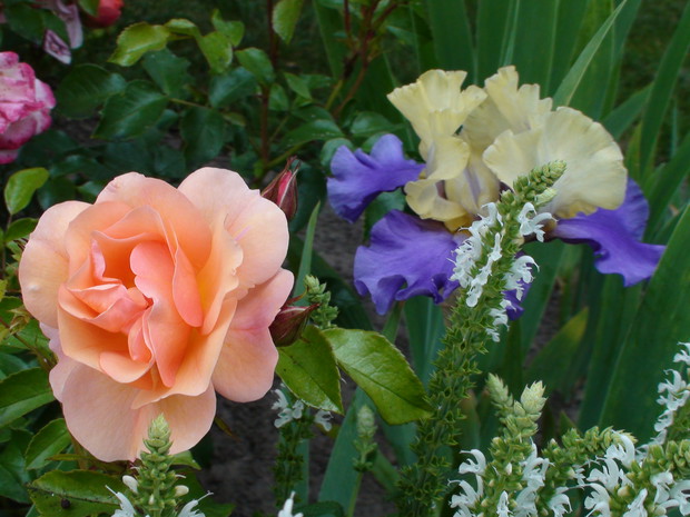 Znakomity trójkąt.......róża, szałwia i irys