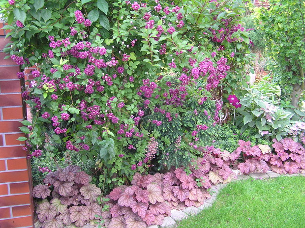żurawki dobrze sie sprawdzają na rabatach w towarzystwie klematisa  PURPUREA PLENA ELEGANS