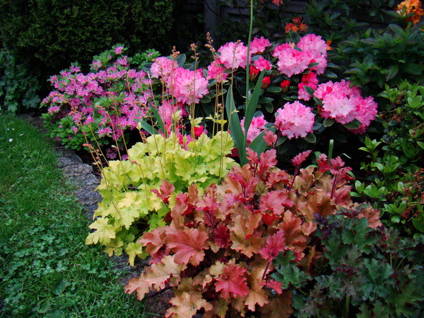 Żurawki z azalią i różanecznikiem.