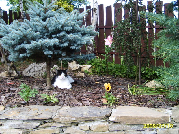 ZWIERZETA SA TUTAJ SZCZESLIWE