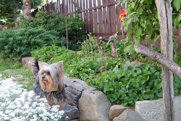 ZWIERZETA TEZ WACHAJA KWIATY