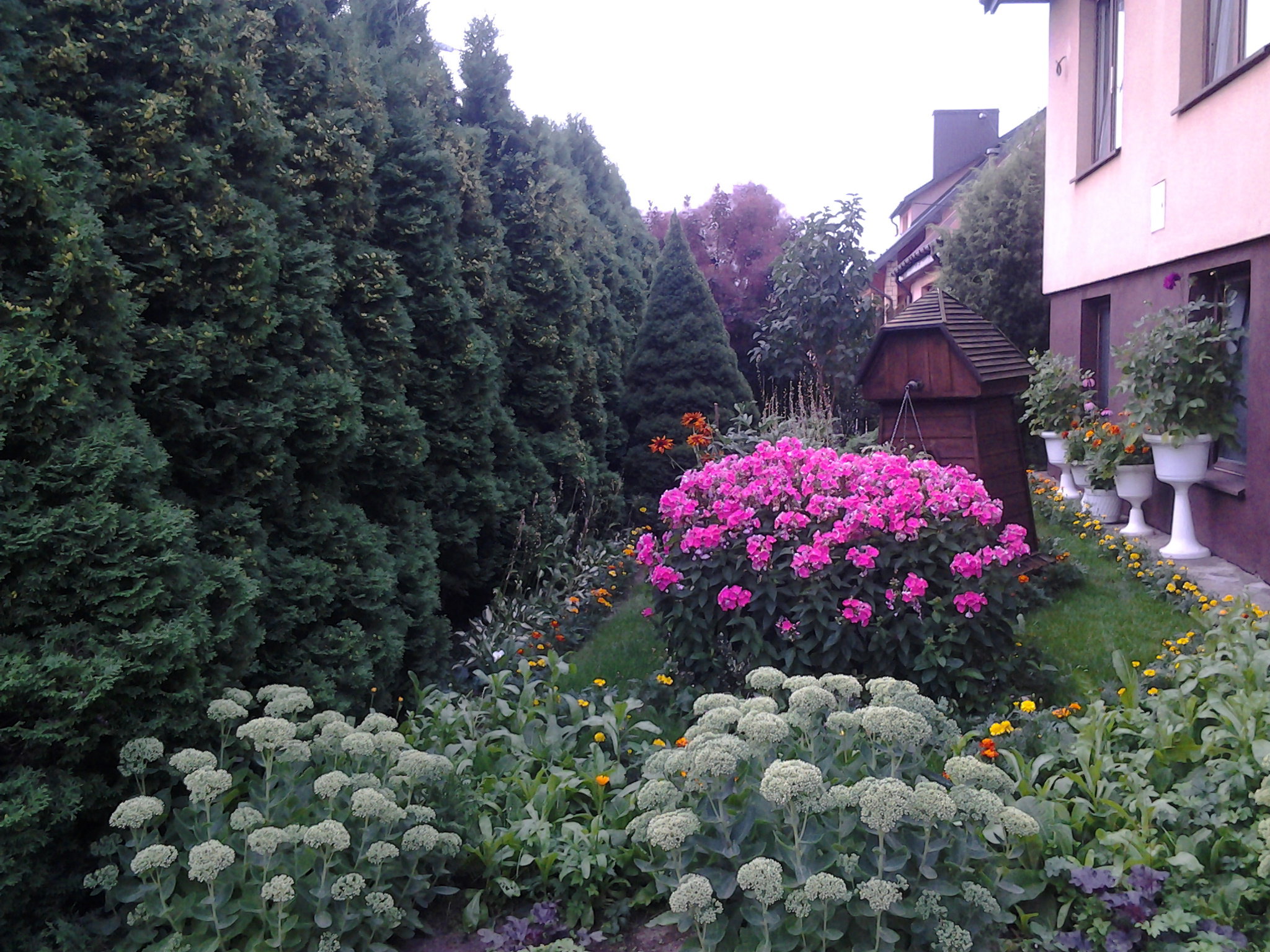 żywopłot z tui i rabaty z kwiatami z przodu domu 