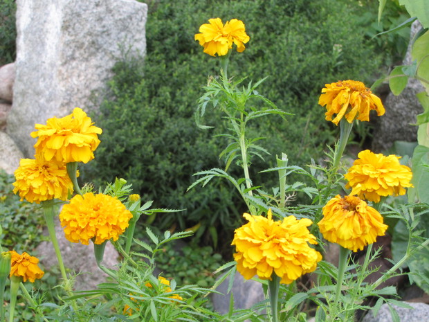 bardzo wysokie ok.80-90cm