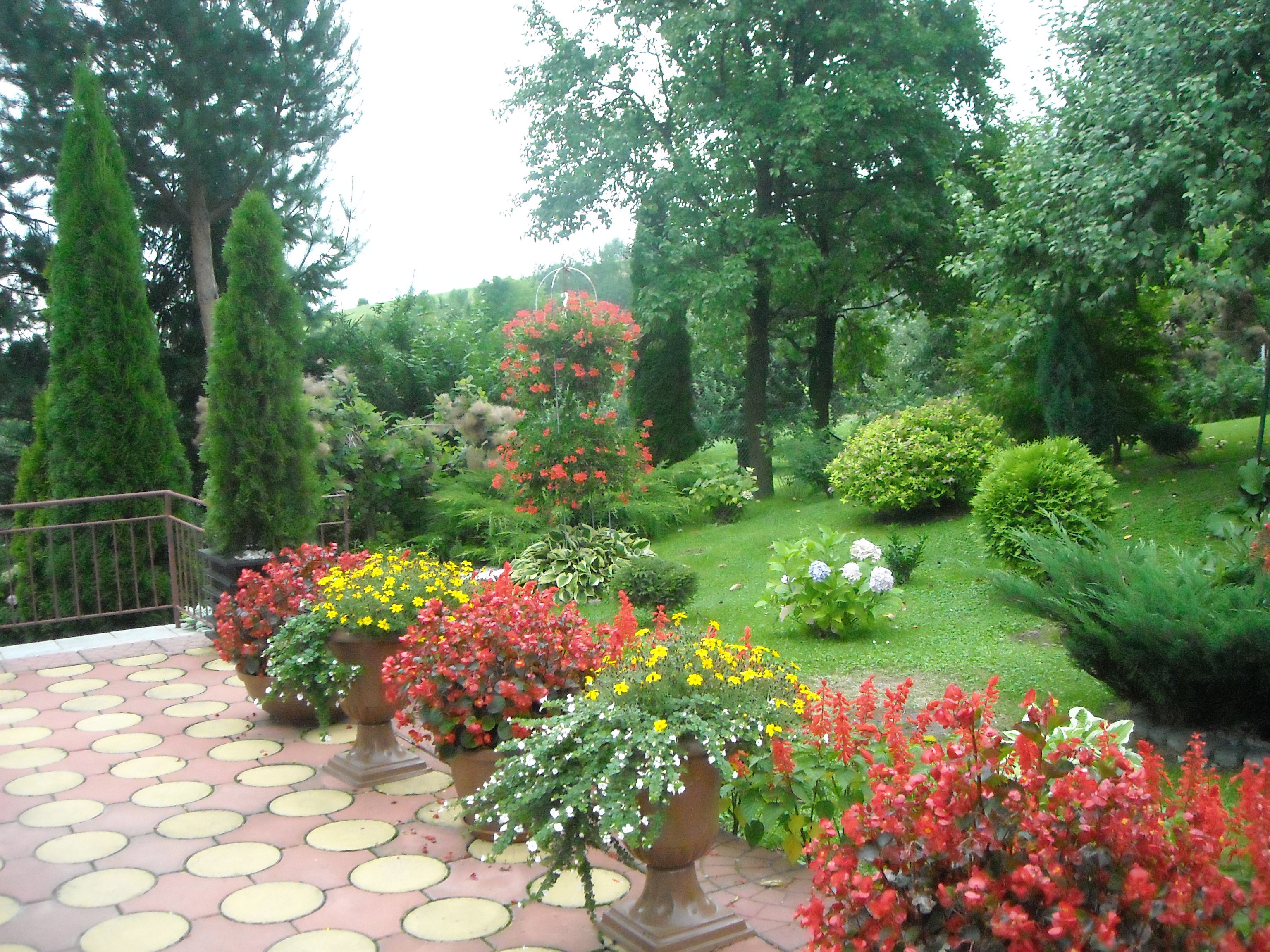 Begonia - królowa tarasu.