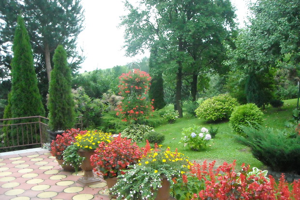 Begonia - królowa tarasu.