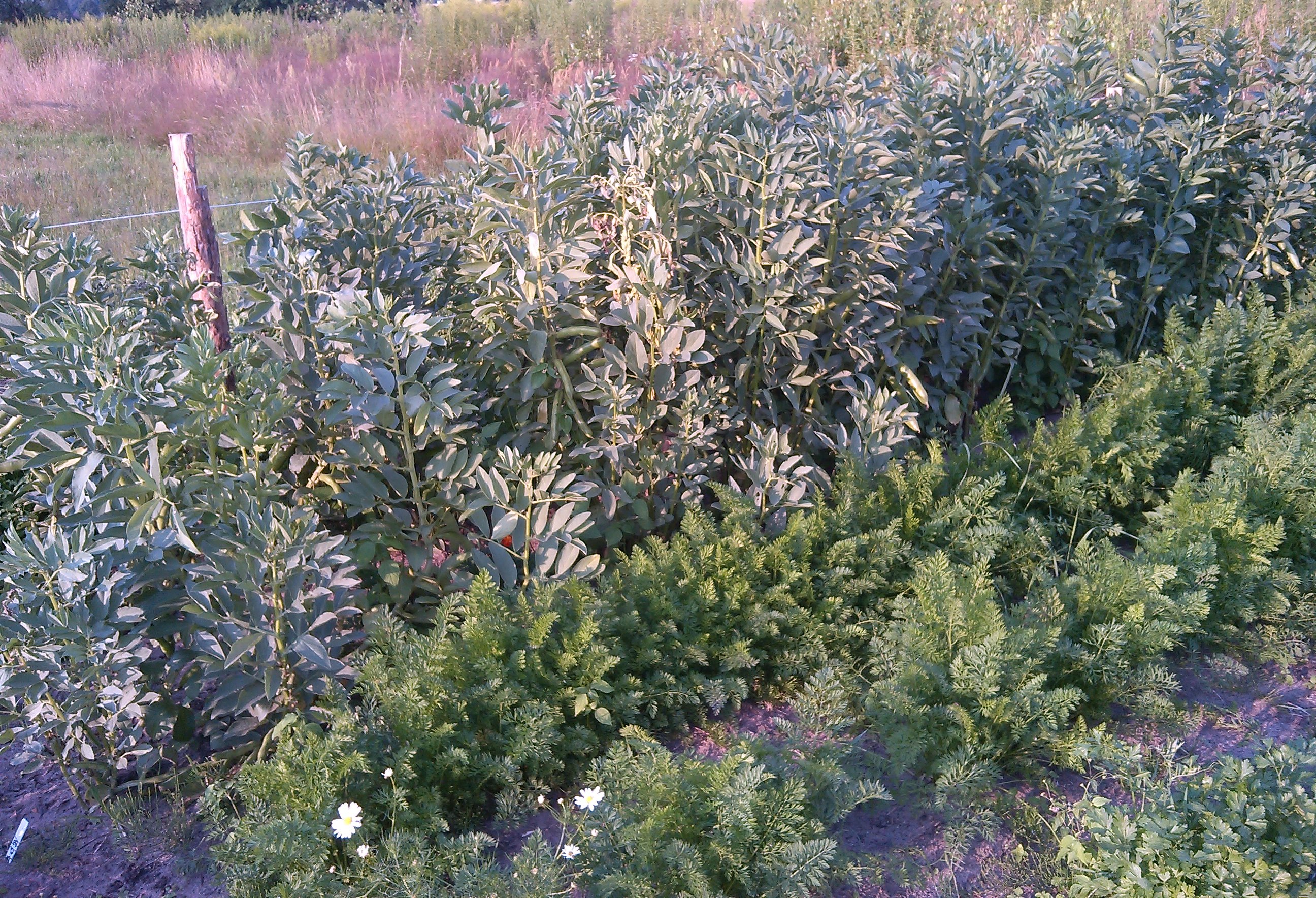 bób, marchew i pietrucha