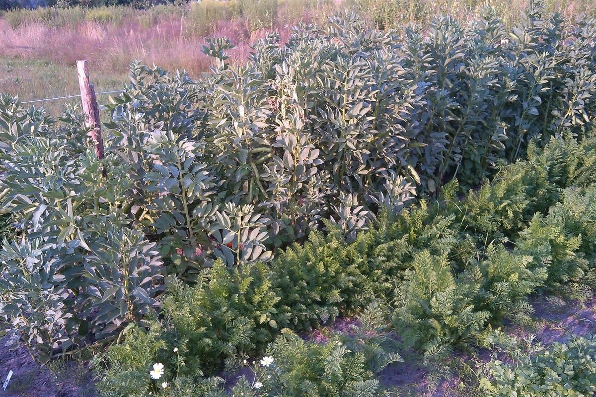 bób, marchew i pietrucha