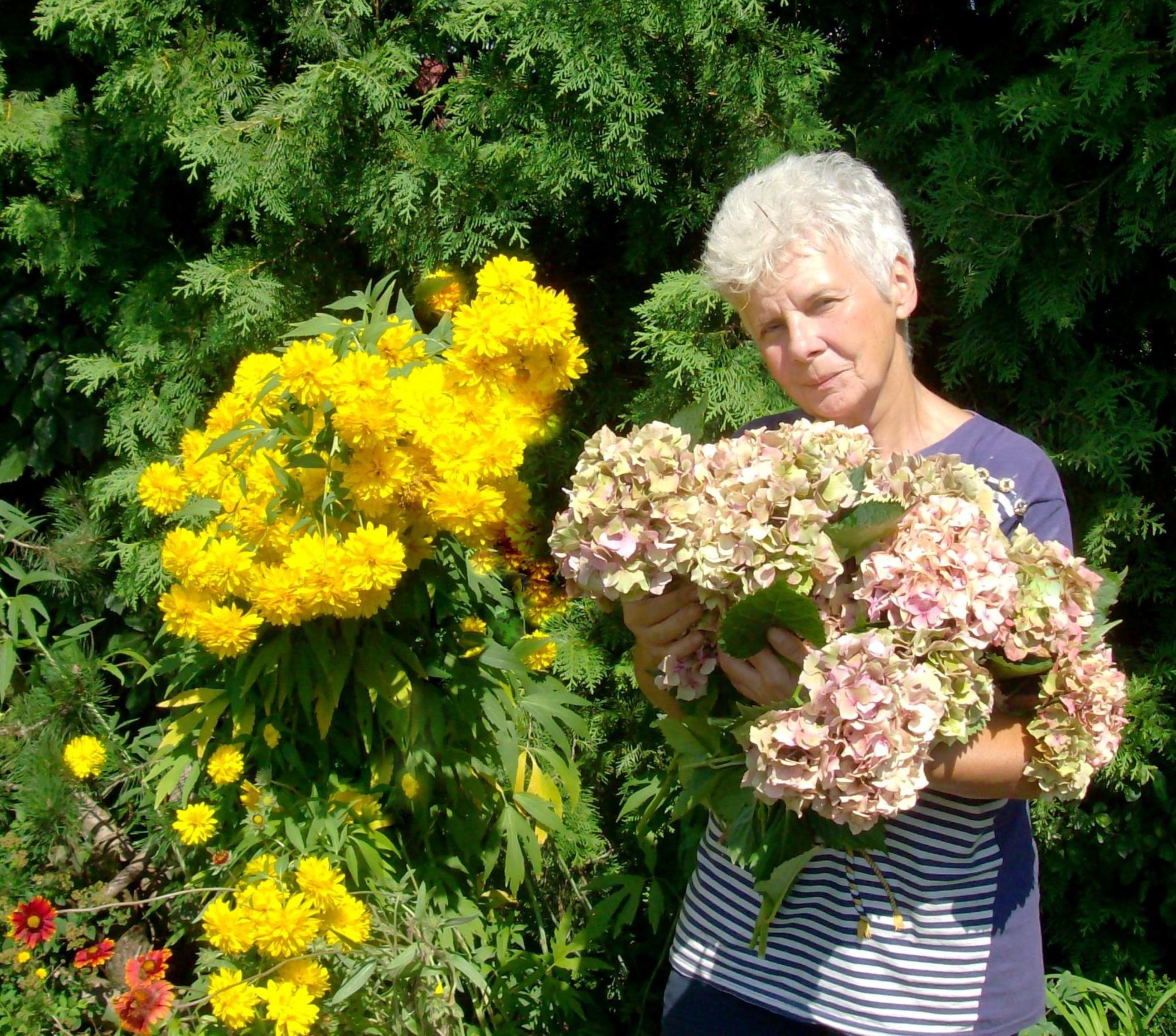 Bukiet świeżo ściętych hortensji