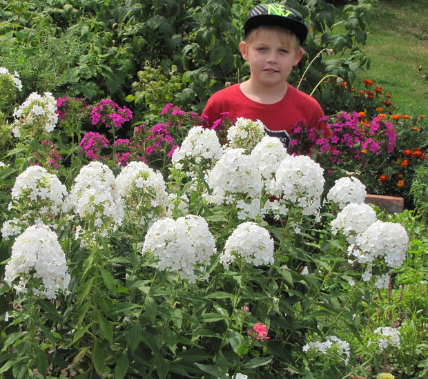 Do zagajnika z malinami prowadzi ścieżka wśród pachnących floksów.