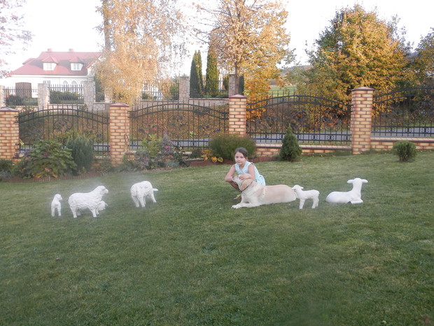 Druga córcia Weronisia pasie baranki