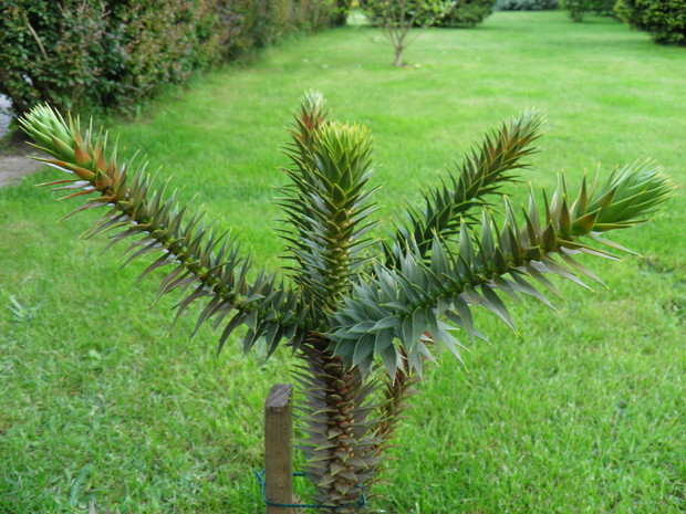 Duma pana Darka.Araukaria.