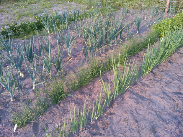 dymka, siedmiolatka, pietrucha naciowa, por i seler