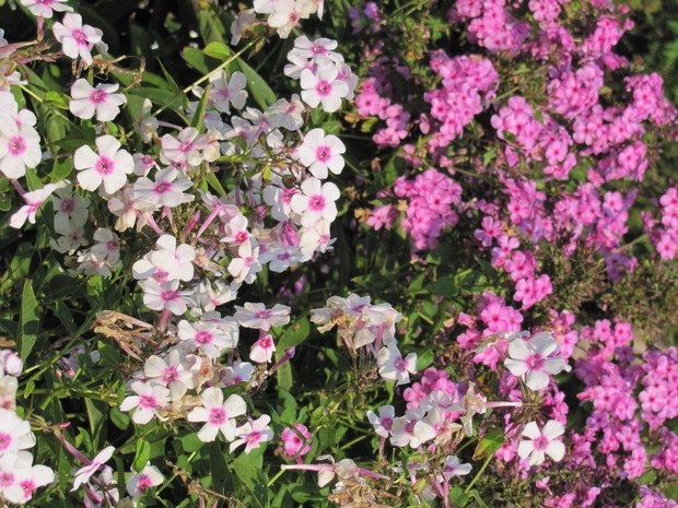 floksy w ponownym obfitym kwitnieniu