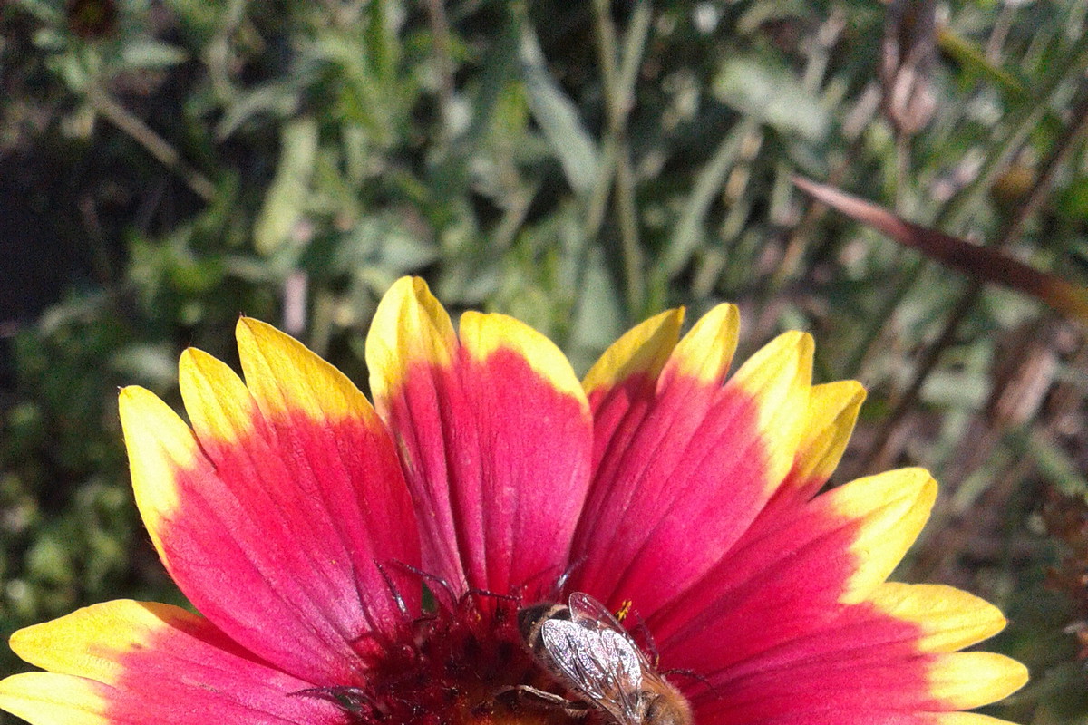 gailardia