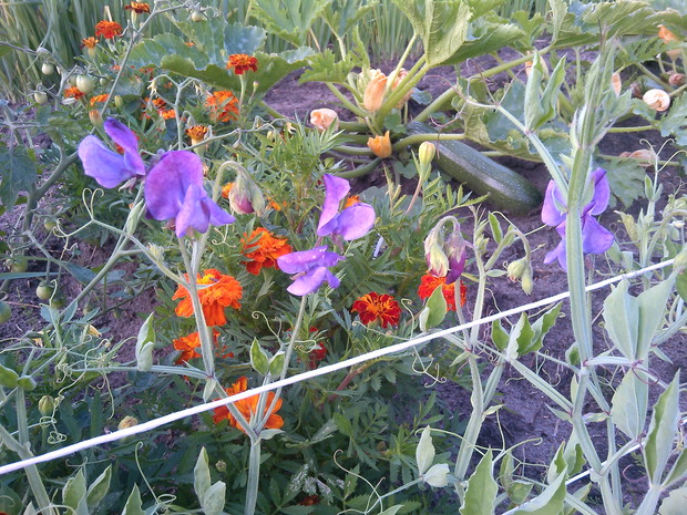 groszek pachnący, a w tle aksamitki i cukinia