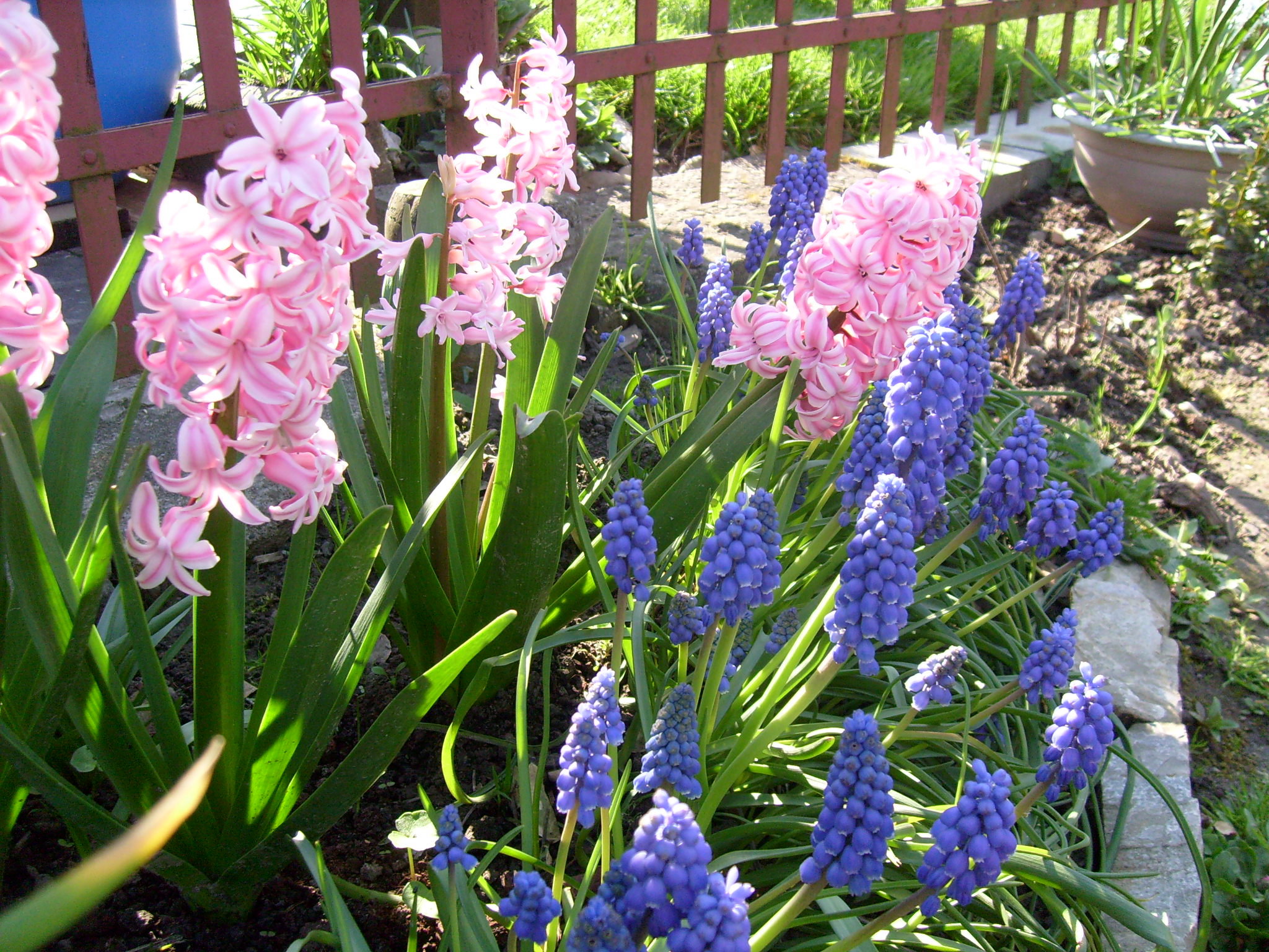 Hiacynty i szafirki tworzą piękną całość