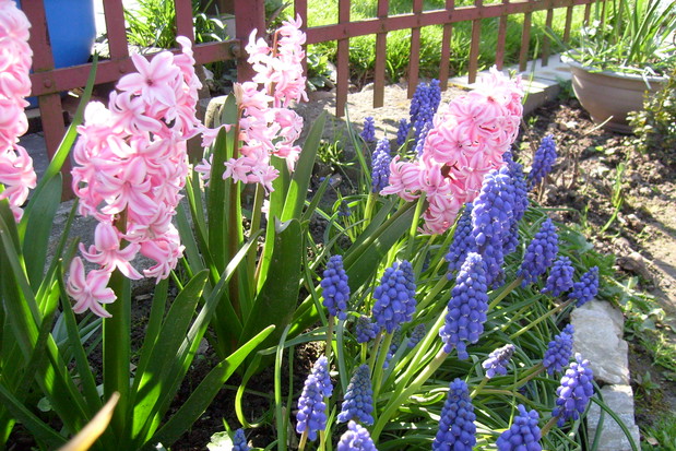 Hiacynty i szafirki tworzą piękną całość