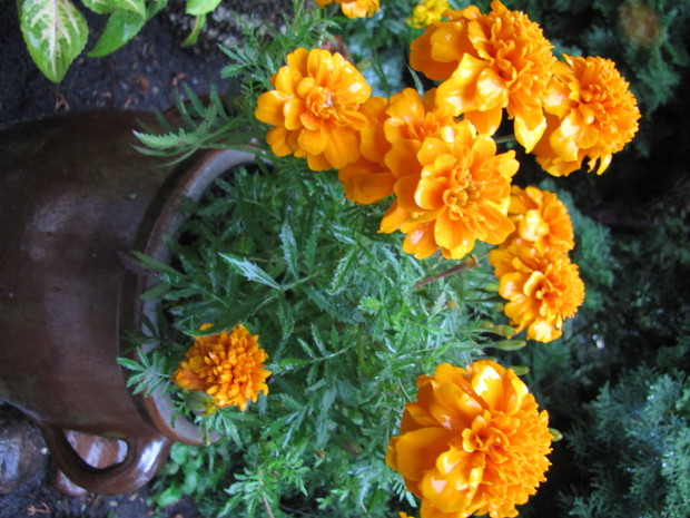 intensywnie pomarańczowe