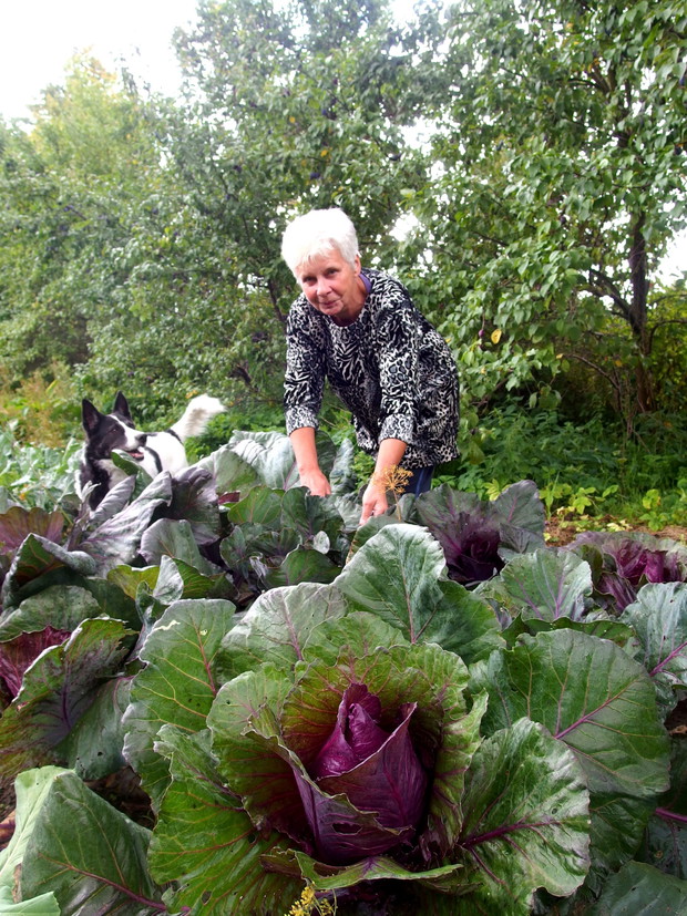 Kapusta obrodziła wyjątkowo pięknie