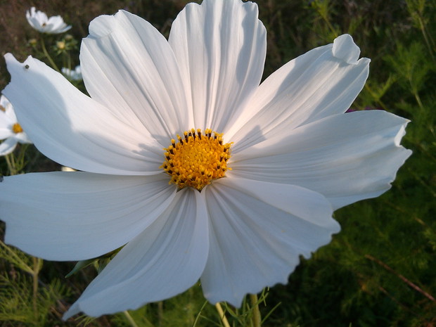 kosmos biały z łąki kwietnej